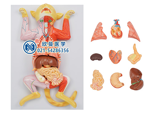 貓解剖模型,動(dòng)物醫(yī)學(xué)解剖模型