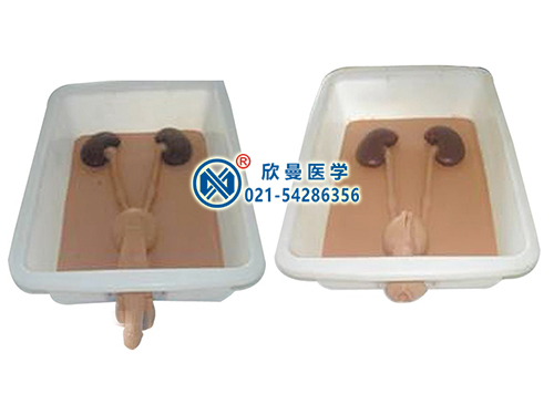 XM-MN150泌尿內(nèi)鏡技能訓(xùn)練模型
