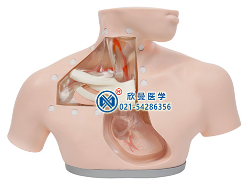 XM-CW高級(jí)腸外營(yíng)養(yǎng)護(hù)理模型