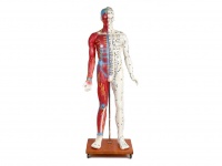 人體針灸穴位經絡腧穴模型